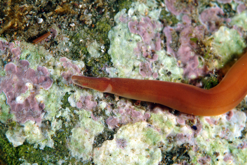 Nipponnemertes pulchra